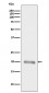 MLANA Antibody